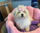 Little_Sunshine_4_Mon_21_-_1.jpg