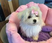 Little_Sunshine_4_Mon_22_-_1.jpg