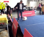 MsalteserKristallInnsbruck16.jpg