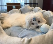 Zeus_4_Monate_26_-_1.jpg