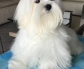 Zeus_8_Monate_32_-_1.jpg