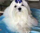 Zeus_8_Monate_9_-_1.jpg