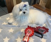 Zeus_Eurodogshow_12_-_1.jpg