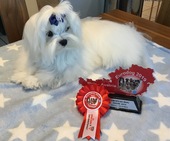 Zeus_Eurodogshow_15_-_1.jpg