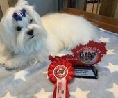 Zeus_Eurodogshow_17_-_1.jpg