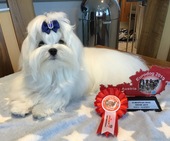 Zeus_Eurodogshow_18_-_1.jpg