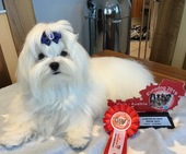 Zeus_Eurodogshow_19_-_1.jpg