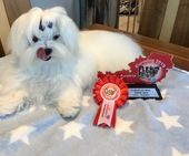 Zeus_Eurodogshow_20_-_1.jpg