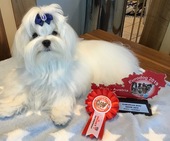 Zeus_Eurodogshow_21_-_1.jpg