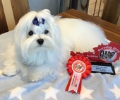 Zeus_Eurodogshow_22_-_1.jpg