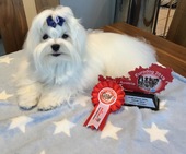 Zeus_Eurodogshow_23_-_1.jpg