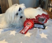 Zeus_Eurodogshow_25_-_1.jpg