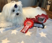 Zeus_Eurodogshow_26_-_1.jpg