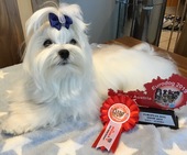 Zeus_Eurodogshow_27_-_1.jpg