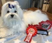 Zeus_Eurodogshow_28_-_1_Kopie.jpg