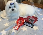 Zeus_Eurodogshow_7_-_1.jpg