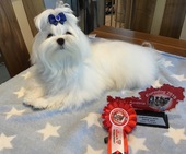 Zeus_Eurodogshow_9_-_1.jpg