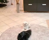 Buddy__6_M_-_1.jpg