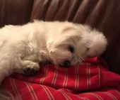 Mavie_1,5_3_-_1.jpg