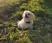 Odie_Dez_21_7_-_1.jpg