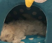 Phoebe_April_2_-_1.jpg